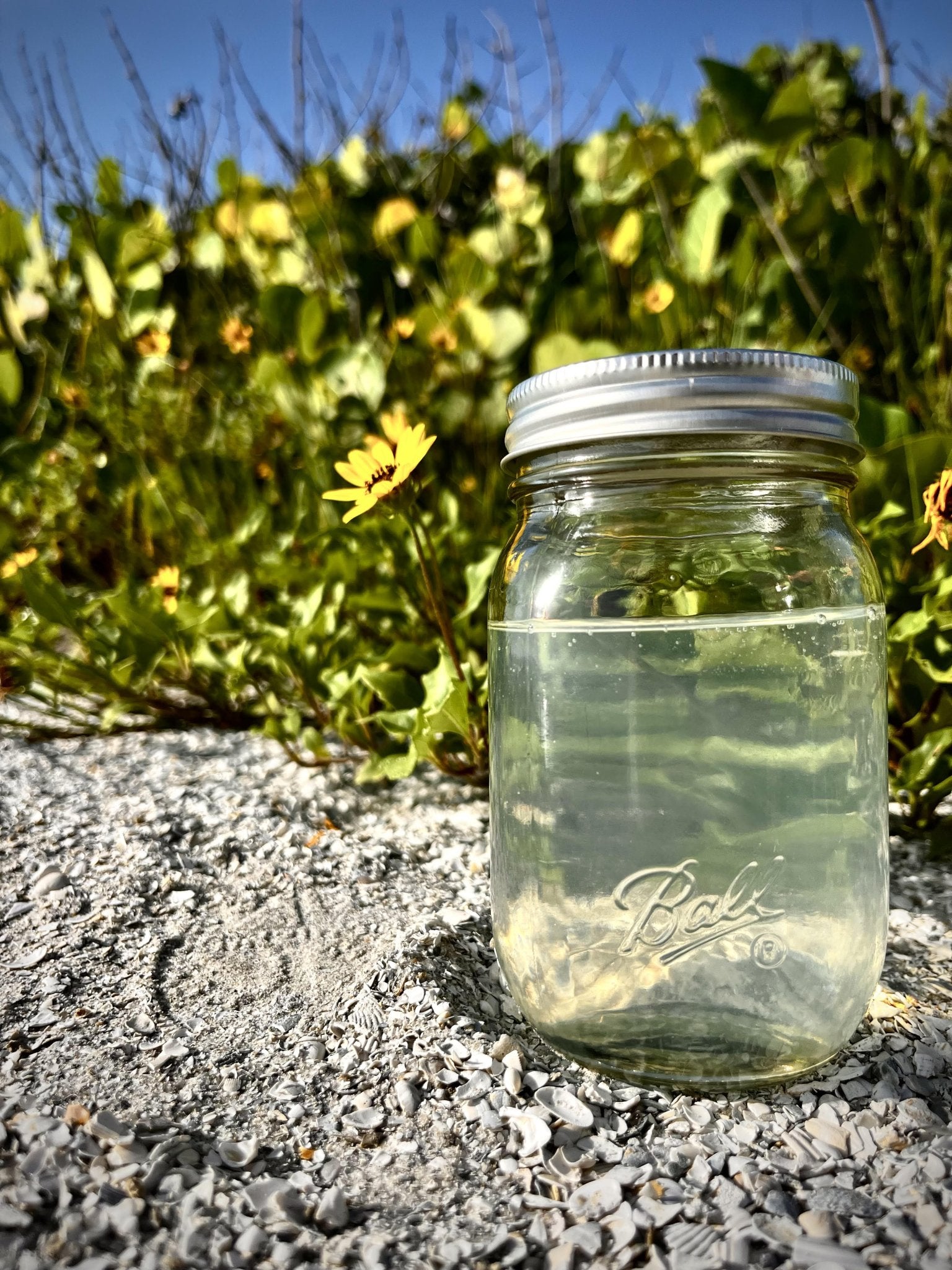 16 oz Jar - Delivery Refillery